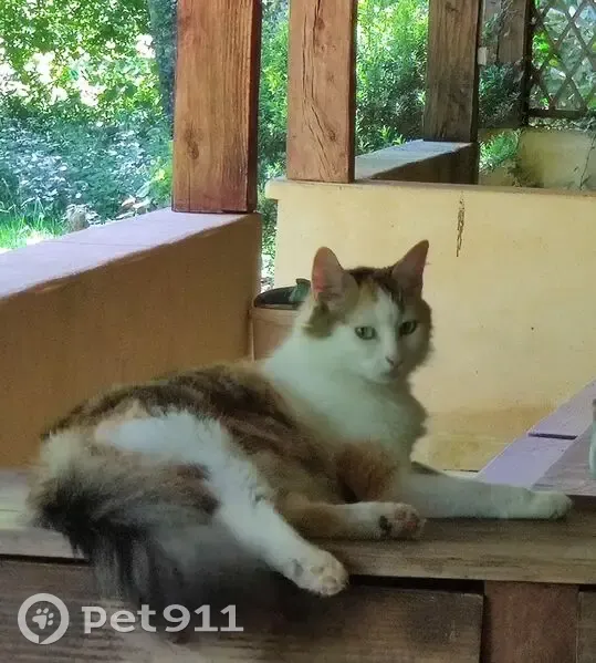 Chatte tricolore docile trouvée à Archignac - photo