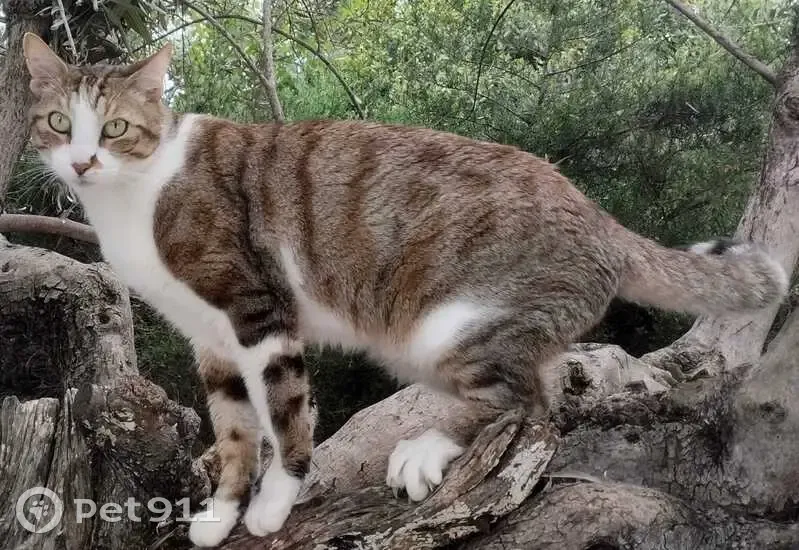Chat perdu à Draguignan : blanc et tigré - photo