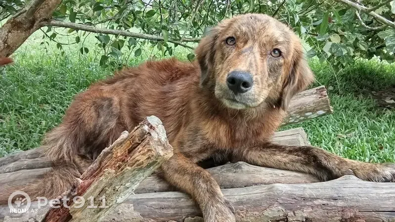 Chienne perdue à Orly, très peureuse - photo