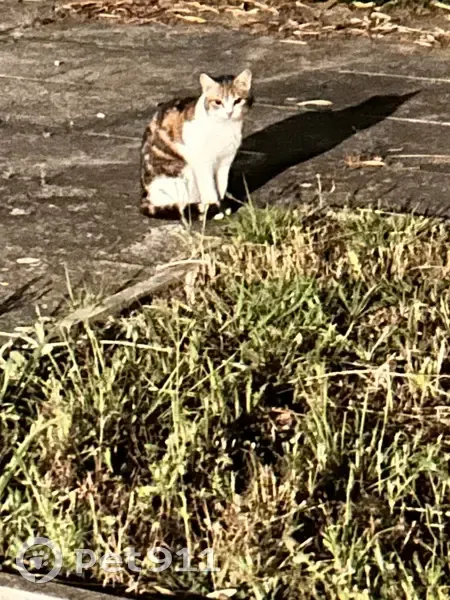 Chat trouvé à l'aire de repos de Caissargues - photo