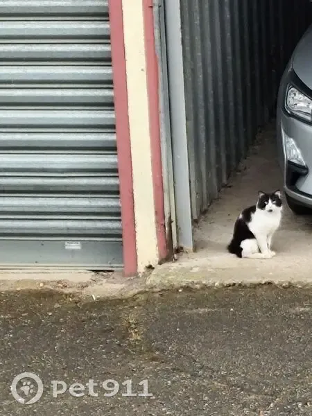 Chat noir et blanc trouvé à Neuville-sur-Saône - photo