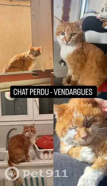 Chat perdu: roux/blanc, castré, peureux - photo