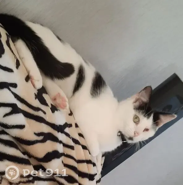 Chatte noire et blanche perdue à Brebières - photo
