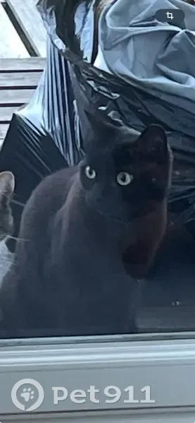 Chatte perdue : Scarlett, noire reflets roux - photo