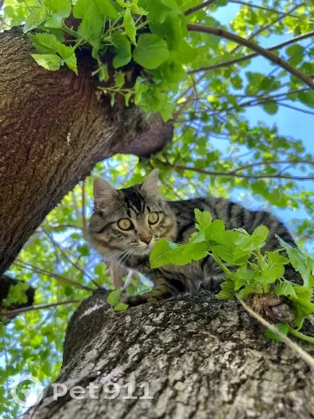 Chat tigré perdu, Route des Allobroges - photo