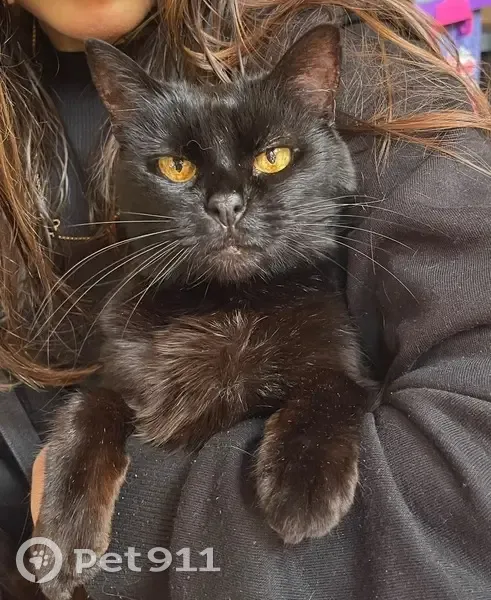 Chat noir perdu, craintif, Thonon-les-Bains - photo