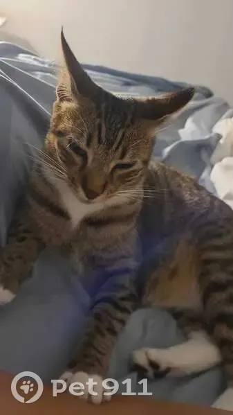 Chatte tigrée perdue à Marseille - photo