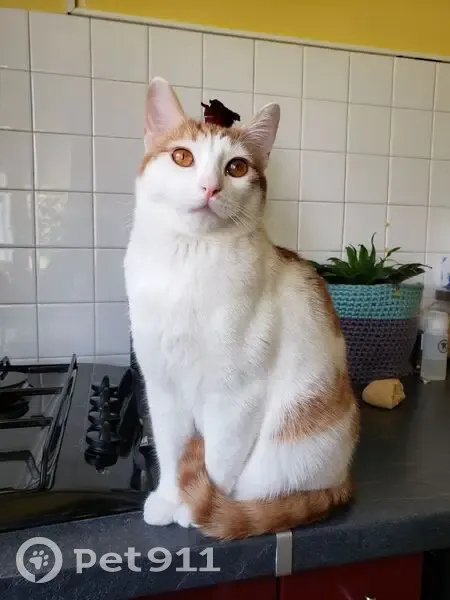 Chat perdu : Happy, 1 an, blanc et roux - photo