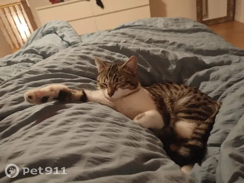 Chatte perdue, 10 mois, Heyrieux - photo