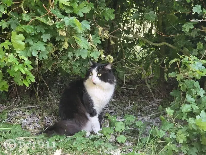 Chat perdue Rue Nelson Mandela, Faches - photo