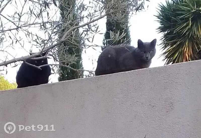 Chat perdu à Hyères, Impasse de l'Estalle - photo