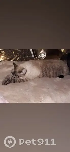 Chat perdu beige/marron yeux bleus Grenoble - photo