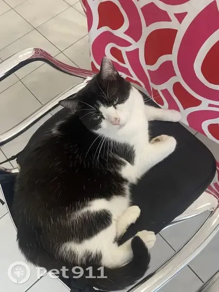 Chat noir et blanc trouvé à Tournefeuille - photo