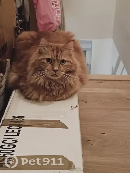 Chat perdu, castré et pucé à Tourcoing - photo
