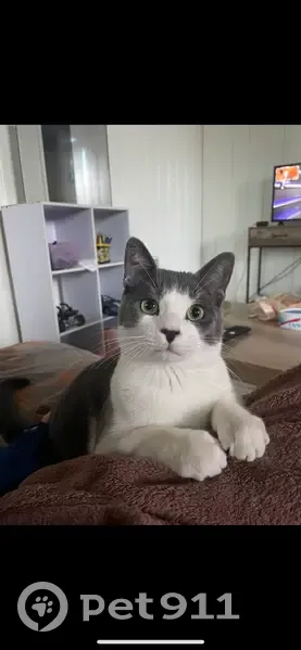 Chat perdu : gris/blanc, 2 ans, pucé, Sauternes - photo