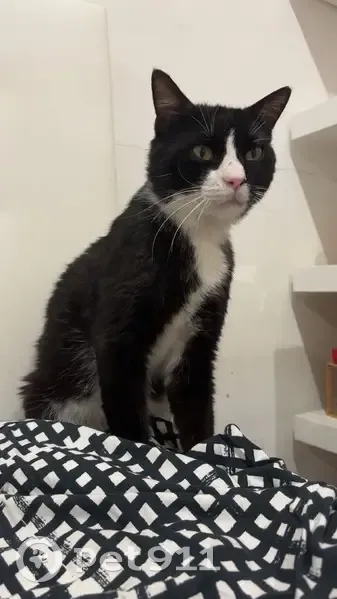 Chat perdu, peureux, griffure au nez, Cannes - photo