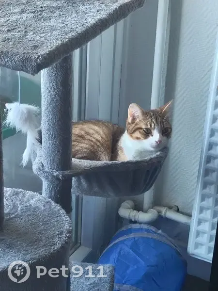 Chaton européen tigré beige perdu à Aulnay - photo