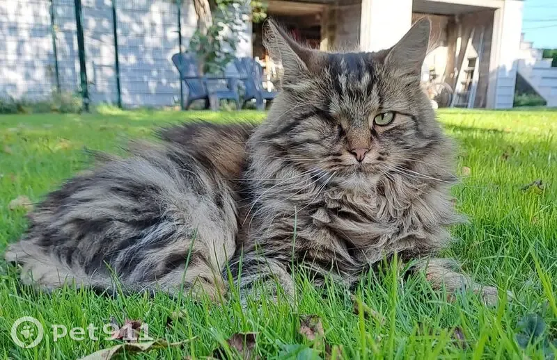 Chat perdu, 9 ans, craintif, Rue Principale - photo