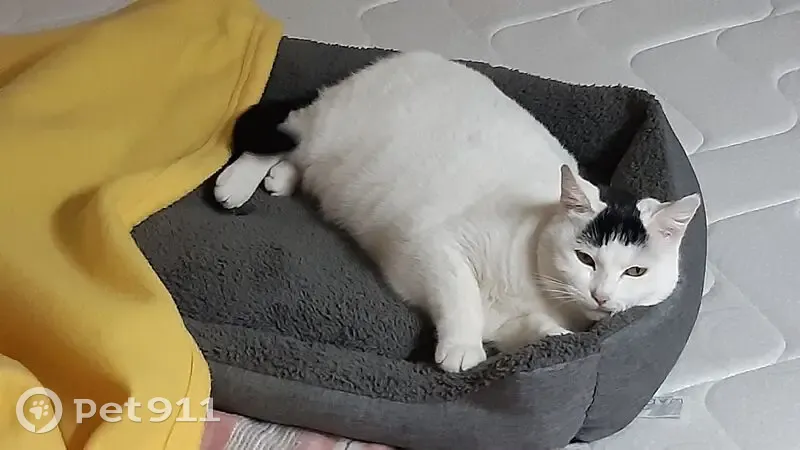 Chatte disparue à Feyzin, quartier Les Razes - photo