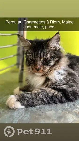 Chat perdu: Zeus, grand, mi-long, blessé - photo