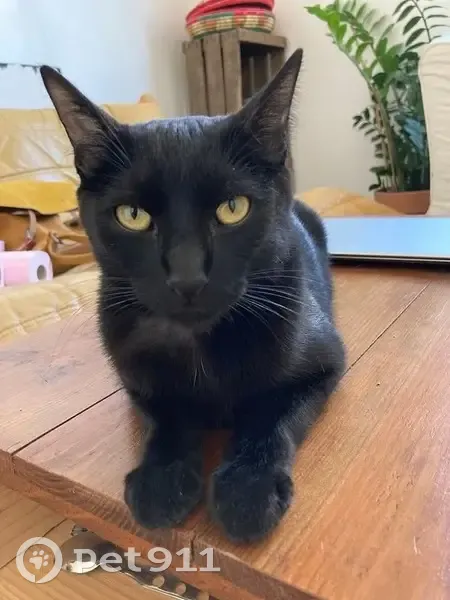 Chat noir perdu à Toulouse, secteur Muret - photo