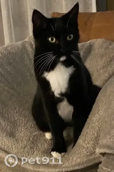 Chatte européenne noire perdue à Villeneuve - photo