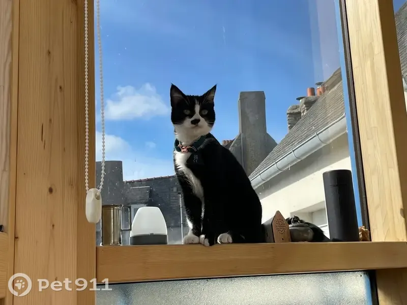 Chaton noir et blanc perdu à Roscoff - photo