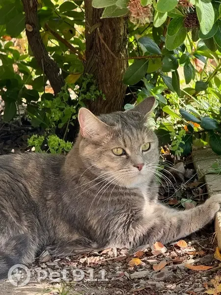 Chatte tigrée grise perdue à Rueil-Malmaison - photo
