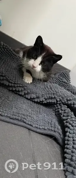 Chatte câline trouvée à La Ville-ès-Nonais - photo