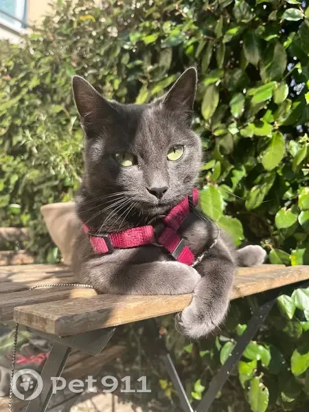 Chat perdu : gris, yeux verts, collier GPS - photo