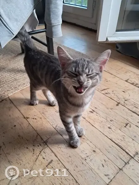 Jeune chat tigré trouvé à Montreuil - photo