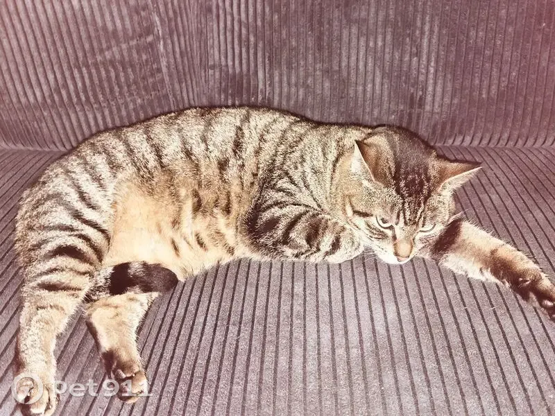 Chat tigré perdu, collier jaune à Gouy - photo