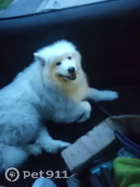 Chien blanc trouvé à Roubaix, appelez-nous - photo