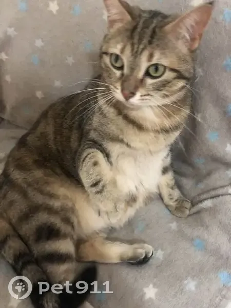 Chatte tigrée perdue à Orléans - photo