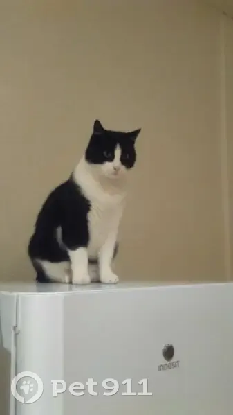 Chat noir et blanc perdu à Perpignan - photo