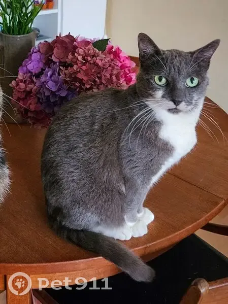 Chat mâle gris et blanc perdu à Jouars - photo