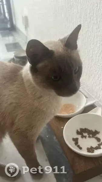 Chat docile trouvé à Nice ce matin - photo