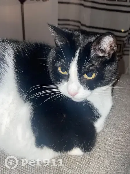 Chatte noire/blanche perdue à Courbevoie - photo