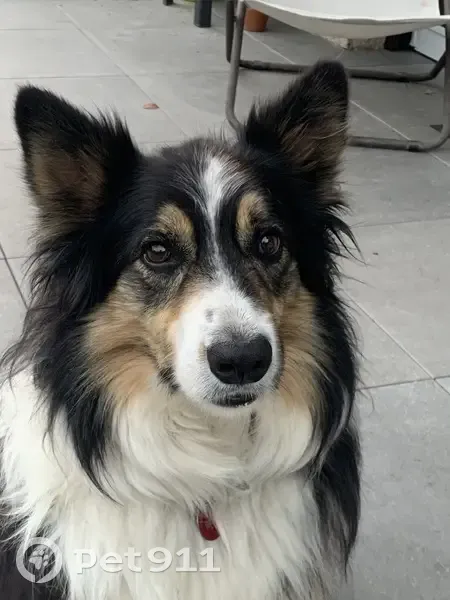 Chien perdu affectueux à Veynes - photo