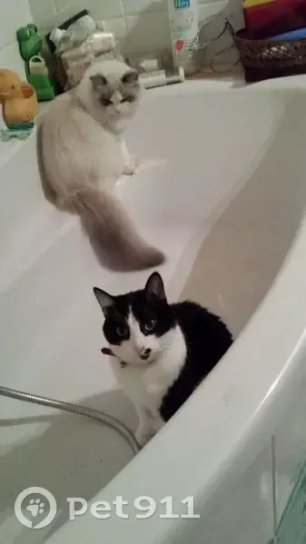 Chatte perdue noire et blanche à Novéant - photo