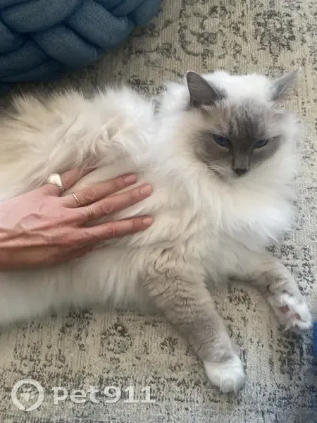 Chat Ragdoll mâle perdu, Nantes - photo