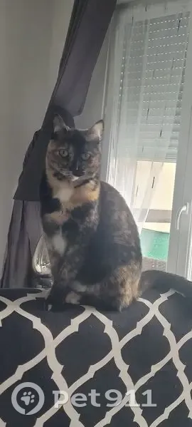 Chatte Écaille 2 ans perdue Annemasse - photo