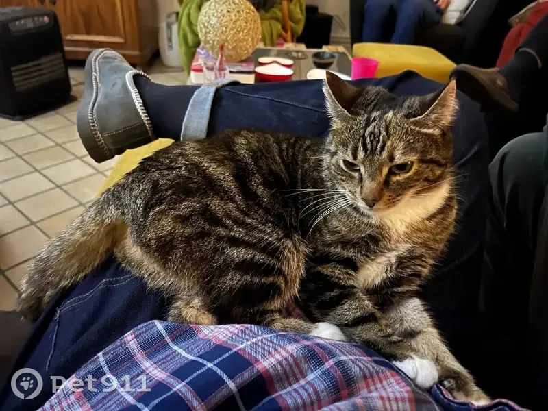 Chatte tigrée perdue à Saint-Georges - photo