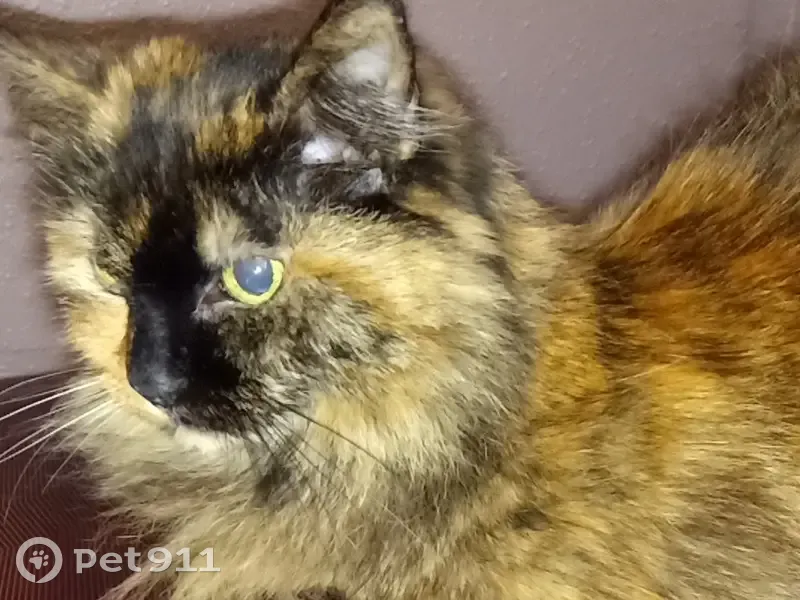 Chatte perdue : écailles de tortue, Dôle - photo