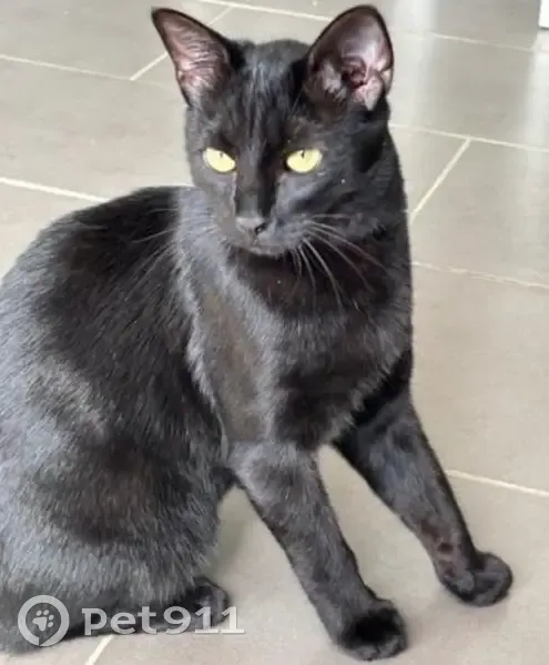 Chat noir perdu, yeux jaunes/verts, Chelles - photo