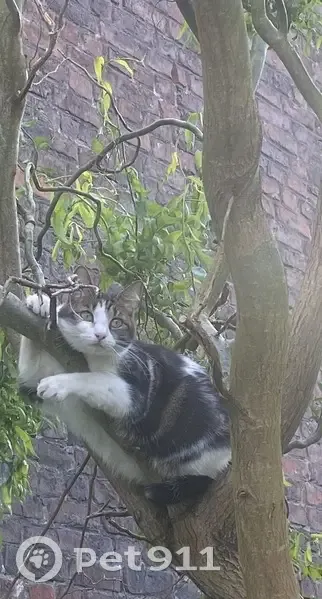 Chat perdu à Quiévrechain, nuit du 1er juin - photo