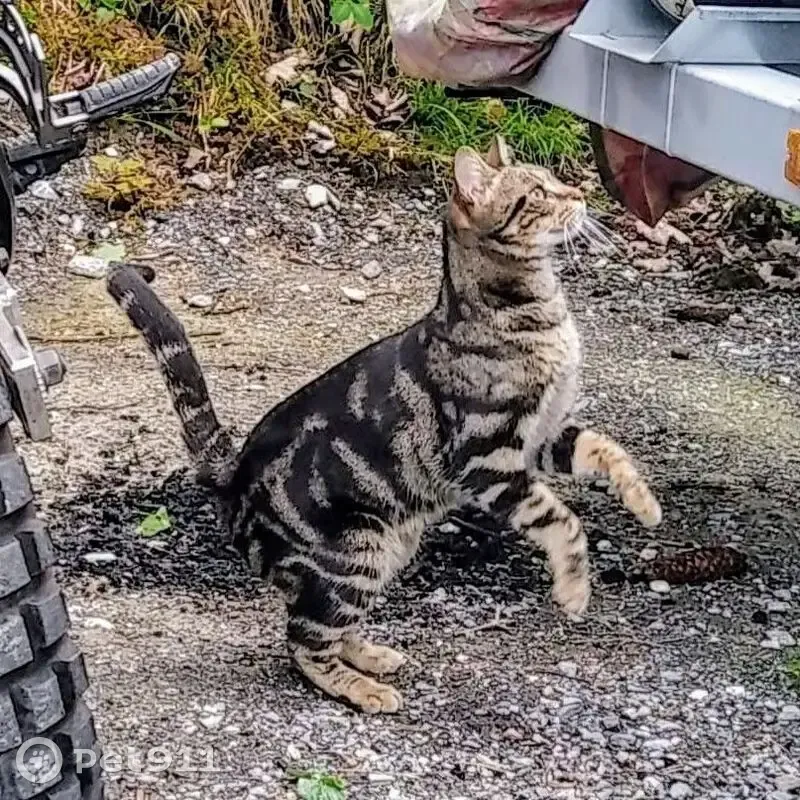 Chatte tigrée perdue, Lagord, 2 ans - photo