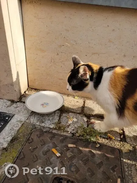 Chatte tricolore tatouée trouvée à Décines - photo