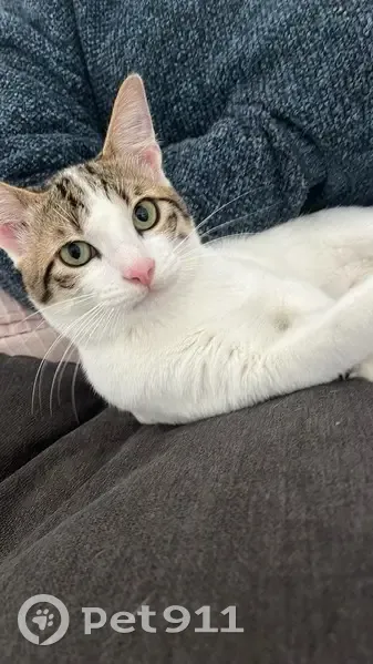 Chat blanc perdu à Bompas, tigré et tacheté - photo
