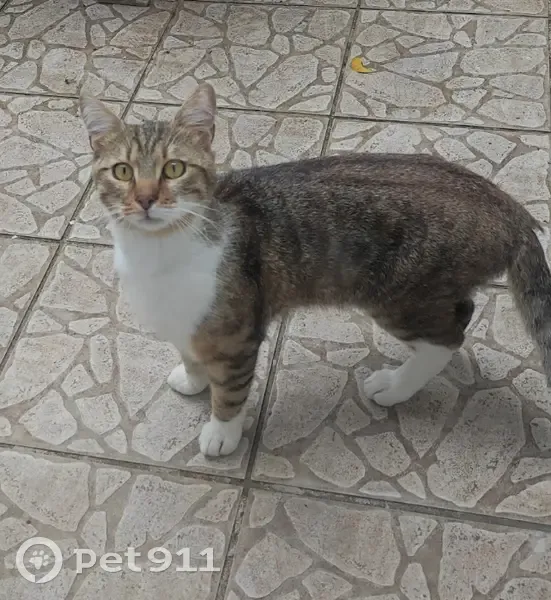 Jeune chat mâle trouvé à Thorigny-sur-Marne - photo